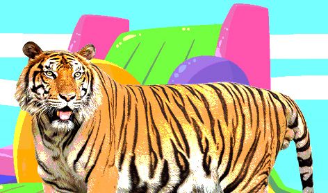 tigre de bengala